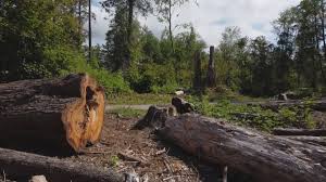 Seasonal Cleanup (Spring/Fall) in Calumet Park, IL