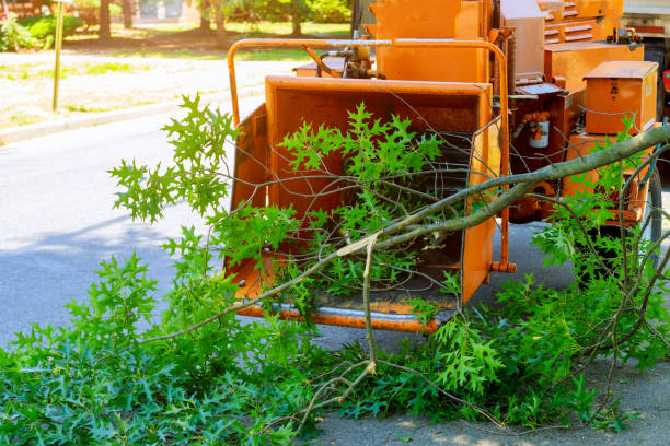 Best Landscape Design and Installation  in Calumet Park, IL