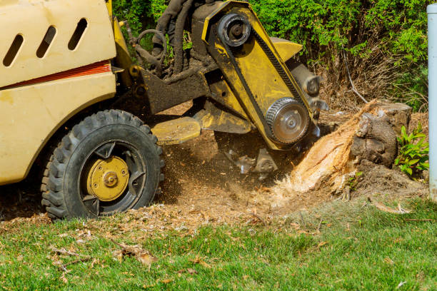 Professional Tree Removal in Calumet Park, IL