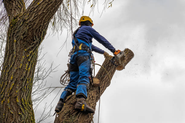 Best Storm Damage Tree Cleanup  in Calumet Park, IL